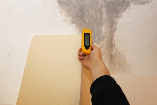 Asbestos and Lead Testing During Mold Inspection in Abram, TX